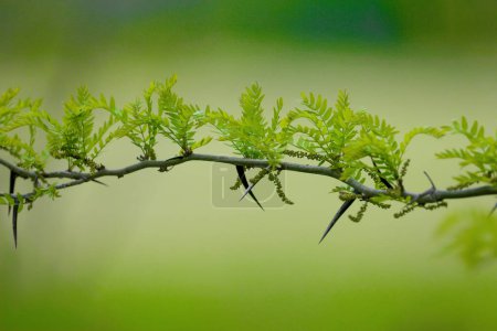 Une branche de Gleditsia triacanthos (sauterelle) prise de vue de près dans la lumière douce du matin sur un joli fond flou