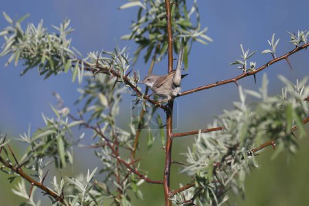 An adult common whitethroat or greater whitethroat (Curruca communis) photographed on the branches of Elaeaceae angustifolia close-up in natural habitat