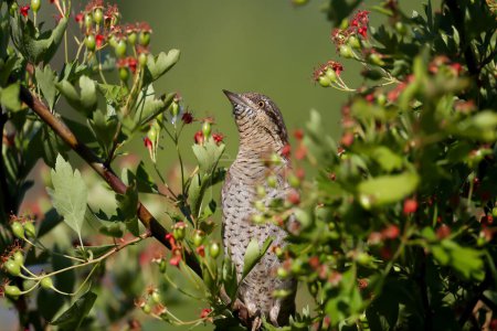 Photo for An adult Eurasian wryneck or northern wryneck (Jynx torquilla) photographed close up in its natural habitat. A bird sits on thin branches of a bush on a blurred background - Royalty Free Image