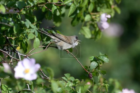 A male common whitethroat or greater whitethroat (Curruca communis) in breeding plumage sings in a dense rosehip bush on a branch against a blurred background