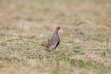 A male gray partridge (Perdix perdix) in breeding plumage shot close up against a background of mown hay in the soft morning light