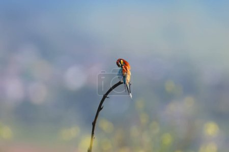 A lonely European bee-eater is filmed sitting on a branch in backlight on a blurred background
