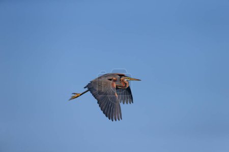An adult purple heron (Ardea purpurea) in breeding plumage photographed in the reeds and in flight against a blue sky