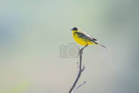 Adult male western yellow wagtail (Motacilla flava) shot close-up, backlit against a light blurred background
