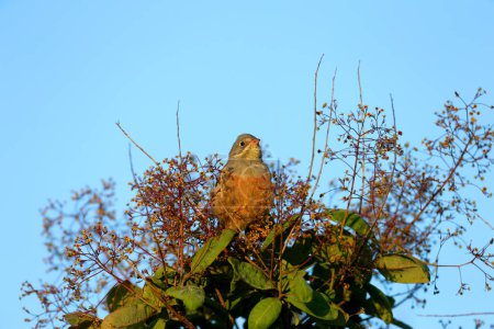 Un ortolan mâle (Emberiza hortulana) en plumage de reproduction tiré au sommet d'un buisson contre un ciel brillant