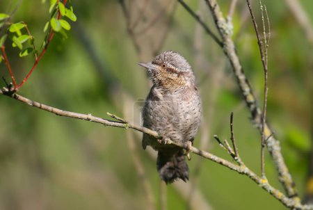An adult Eurasian wryneck or northern wryneck (Jynx torquilla) photographed close up in its natural habitat. A bird sits on thin branches of a bush on a blurred background