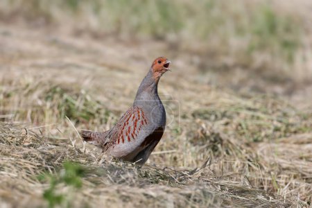 A male gray partridge (Perdix perdix) in breeding plumage shot close up against a background of mown hay in the soft morning light