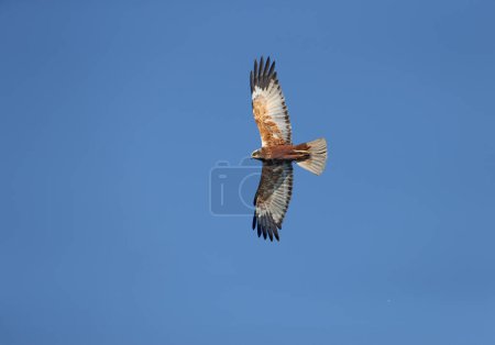 Male western marsh harrier (Circus aeruginosus) photographed in nuptial flight against a bright blue sky close-up