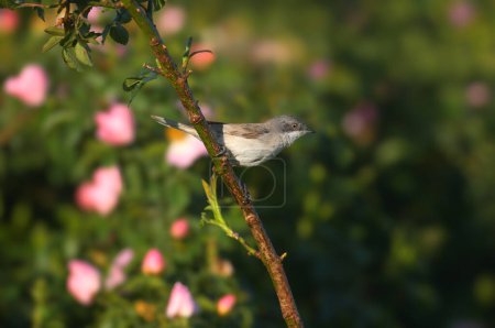 Une petite chauve-souris blanche adulte (Curruca curruca) prise tôt le matin sous une lumière tamisée sur un buisson de cynorrhodon à fleurs