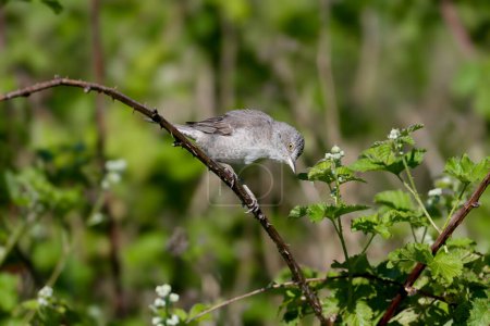 Adult male and female barred warbler both (Curruca nisoria) in breeding plumage shot close-up on a flowering rosehip bush