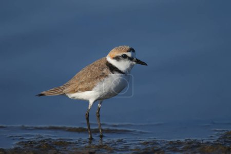 Photo for An adult Kentish plover (Anarhynchus alexandrinus) shot in soft light on the shore of a blue estuary close-up - Royalty Free Image