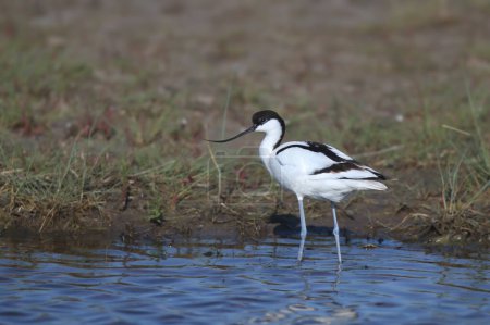 An adult The pied avocet (Recurvirostra avosetta) shot close up on the shore of a lake and on a nest in natural habitat
