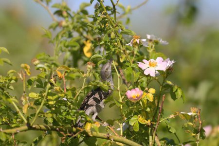 Ausgewachsene männliche und weibliche Stachelrohrsänger (Curruca nisoria) im Brutgefieder aus nächster Nähe auf einen blühenden Hagebuttenstrauch geschossen