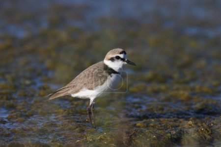 Photo for An adult Kentish plover (Anarhynchus alexandrinus) shot in soft light on the shore of a blue estuary close-up - Royalty Free Image