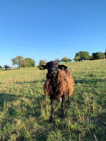 Téléchargez les photos : Un mouton noir avec des étiquettes d'oreille clip-on jaune regarde droit devant contre une prairie verte. - en image libre de droit