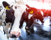 Portrait of cute pretty cow. Beautiful farming organic milk animal. Poster #619824952