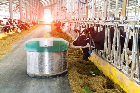 Téléchargez les photos : Vaches dans le hangar ranch intérieur. Hangar alimentation des vaches animales. - en image libre de droit