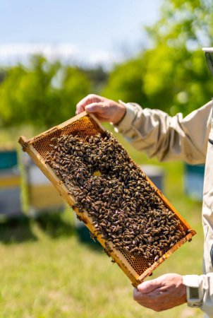 Téléchargez les photos : Tenant une monture d'abeille. Cadre de culture du miel biologique. - en image libre de droit
