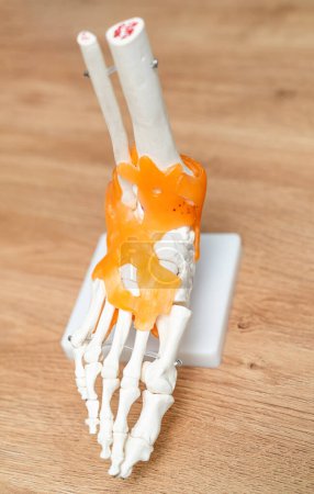 Photo for Anatomical model for education. Medical educative plastic. - Royalty Free Image
