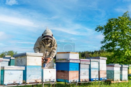 Téléchargez les photos : Fermier apicole travaillant avec des nids d'abeilles. Apiculteur en combinaison de protection travaillant dans le rucher. - en image libre de droit