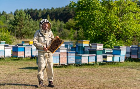 Foto de Professional beekeeper with wooden frame working. Organic honey making in apiary. - Imagen libre de derechos
