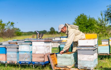 Téléchargez les photos : Apiculteur apiculteur travaillant avec des rayons de miel. Spécialiste du miel sucré agricole. - en image libre de droit