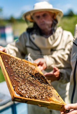Téléchargez les photos : Récolte de miel biologique. Cadre en bois apicole dans les mains. - en image libre de droit