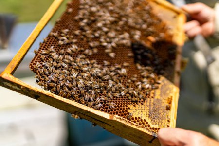 Téléchargez les photos : Cadre en bois apicole dans les mains. Récolte de miel biologique. - en image libre de droit