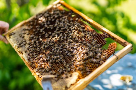 Photo for Organic honey harvesting. Beekeeping hobby holding wooden frame. - Royalty Free Image