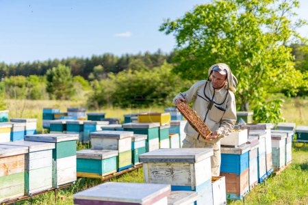 Téléchargez les photos : Apiculture concept d'agriculture biologique du miel. Cadres en bois nid d'abeille sortant. - en image libre de droit