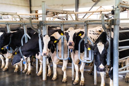 Foto de Edificio de cría de leche. Vacas rurales en hangar. - Imagen libre de derechos