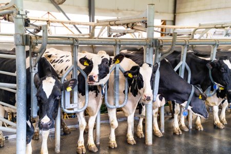 Rural cows in hangar. Milk farming building.
