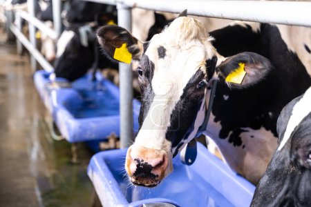Foto de Cabeza de vaca en el hangar para la cría de leche. Producción lechera rural. - Imagen libre de derechos