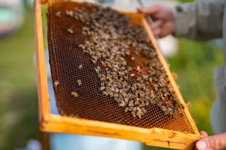 Téléchargez les photos : Un apiculteur tenant un cadre plein d'abeilles - en image libre de droit