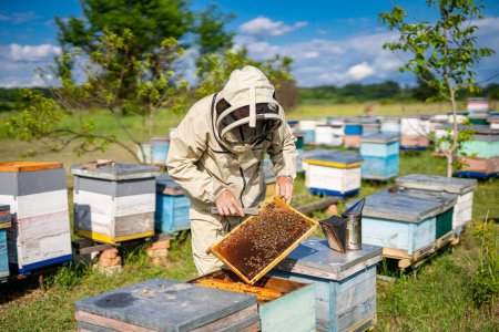 Ein Imker inspiziert in einem Schutzanzug einen Bienenstock. Ein Mann im Bienenanzug inspiziert einen Bienenstock
