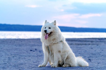 Téléchargez les photos : Une canine blanche majestueuse jouissant de la beauté sereine d'un rivage sablonneux. Un chien blanc assis sur une plage de sable - en image libre de droit