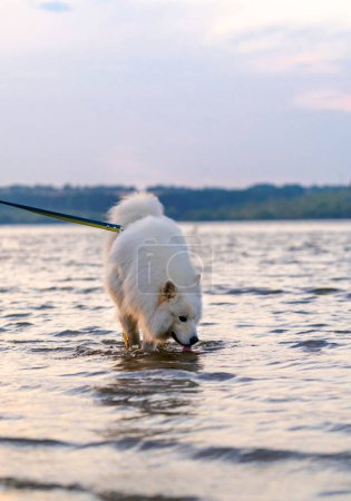 A Serene Walk on the Water's Edge. A small white dog walking across a body of water