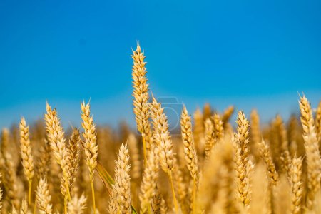 Téléchargez les photos : Un champ de blé envoûtant baigné de teintes dorées s'étend vers le ciel sans limite, créant un tableau tranquille et captivant. - en image libre de droit