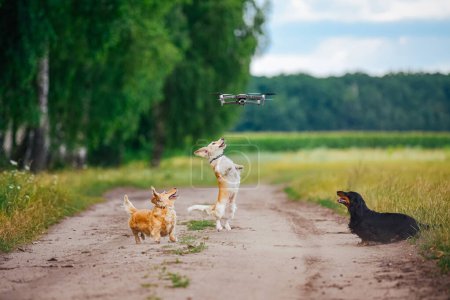 Photo for Three Dogs Playing on a Dirt Road, Energetic Canine Fun Outdoors - Royalty Free Image