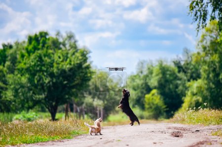 Photo for Two dogs playing with drone - Royalty Free Image