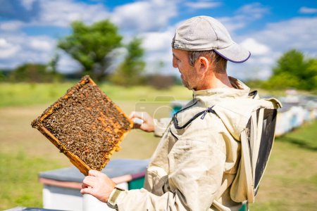 Téléchargez les photos : Apiculteur travaille avec les abeilles et les ruches sur le rucher. - en image libre de droit