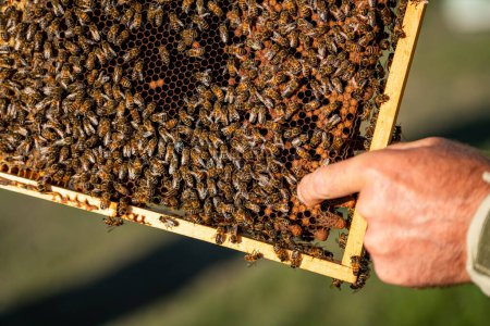 Téléchargez les photos : Apiculteur tient nid d'abeille avec des abeilles - en image libre de droit