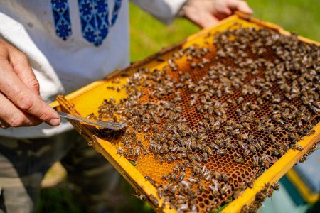 Téléchargez les photos : Apiculteur travaille avec les abeilles et les ruches sur le rucher. - en image libre de droit