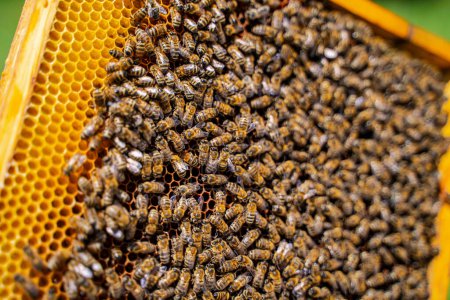 Les abeilles travaillent sur le nid d'abeille.