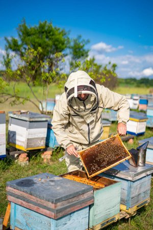 Imker arbeitet mit Bienen und Bienenstöcken am Imkerstand.