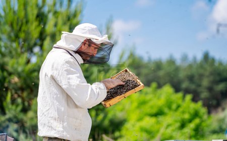 Téléchargez les photos : Un homme avec un chapeau blanc et une veste blanche tient une boîte d'abeilles. Les abeilles volent autour de lui, et il les regarde - en image libre de droit