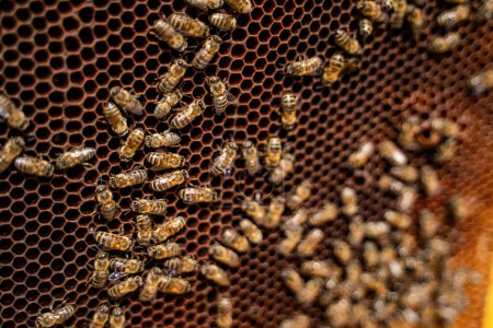 Téléchargez les photos : Un faisceau d'abeilles est vu sur un nid d'abeilles. Les abeilles sont occupées et semblent travailler ensemble - en image libre de droit