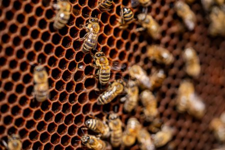 Téléchargez les photos : Un groupe d'abeilles vole autour d'un nid d'abeilles. Les abeilles sont occupées et concentrées sur leur tâche - en image libre de droit