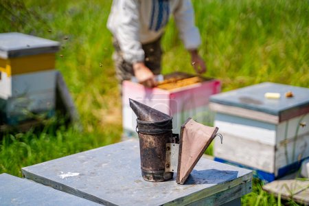 Téléchargez les photos : Un homme travaille dans un champ avec des ruches. Il utilise un fumeur pour calmer les abeilles. - en image libre de droit