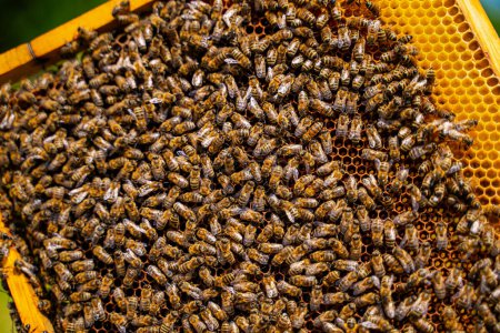 Téléchargez les photos : Un grand groupe d'abeilles sont rassemblées sur une surface jaune. Les abeilles sont occupées et semblent travailler ensemble - en image libre de droit